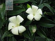 灰莉（花）.jpg