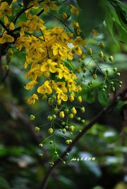 腊肠树（花）.jpg