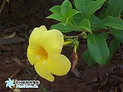 软枝黄蝉（花）.jpg