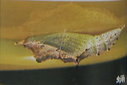 东方菜粉蝶蛹.jpg