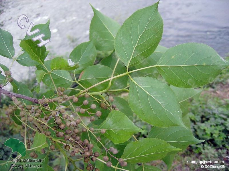文件:重阳木（果）.jpg